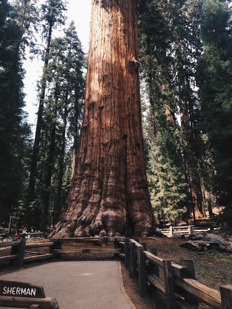 sherman tree