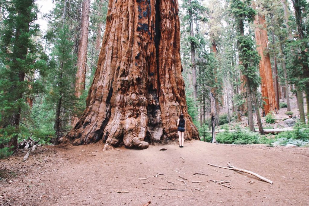 sequoia national park