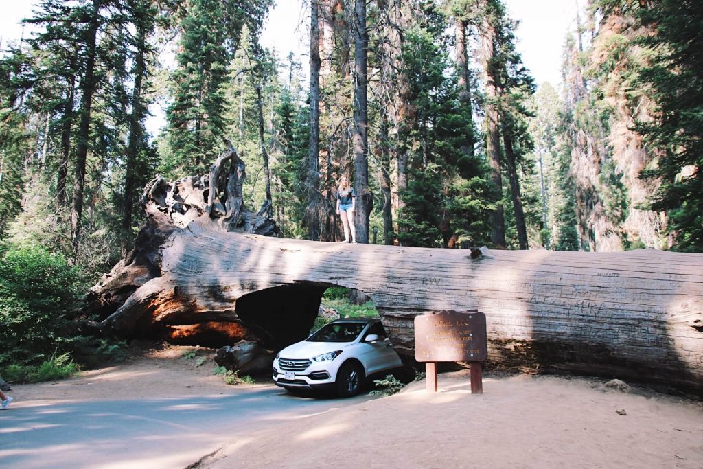 sequoia national park california
