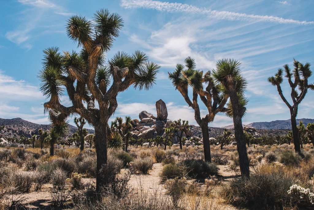 Joshua trees national park