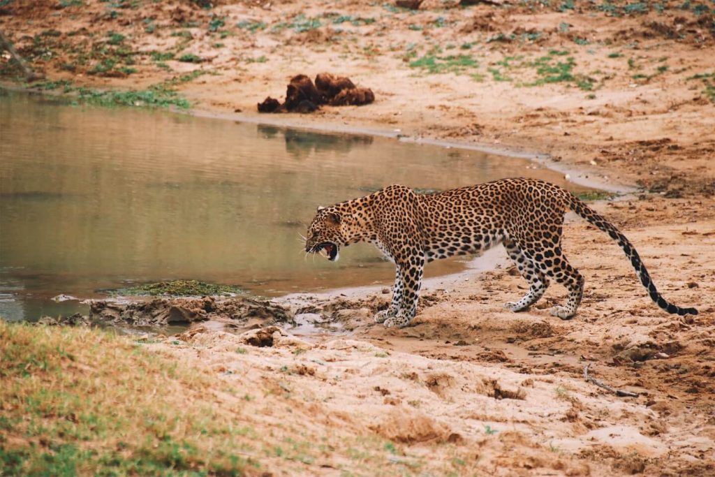 Safari Yala National Park leopard
