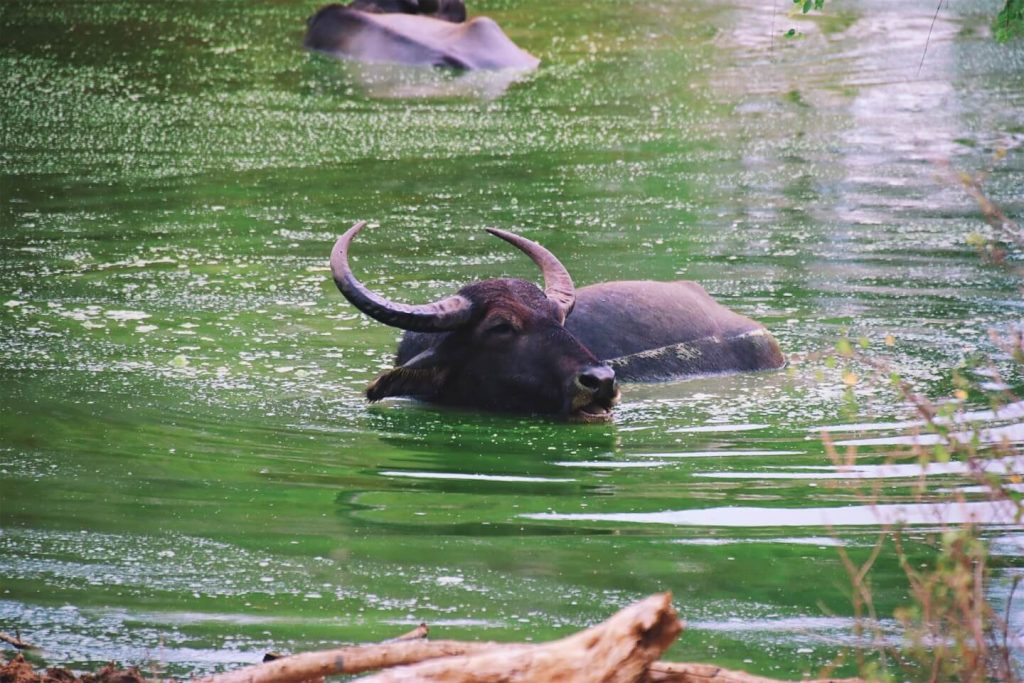 Safari Yala National Park sri lanka