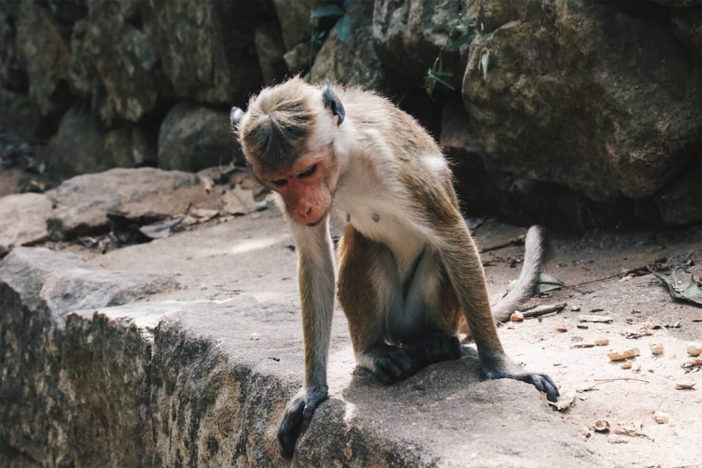 monkey in sri lanka
