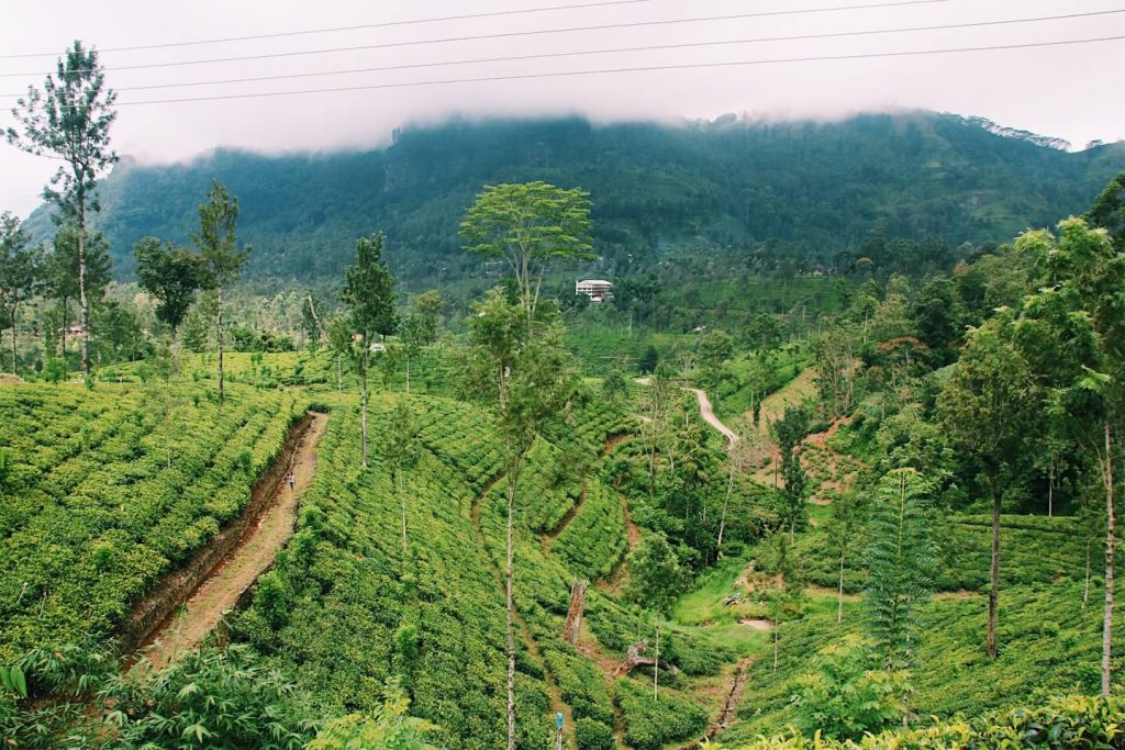 Sri Lanka Tea Plantation
